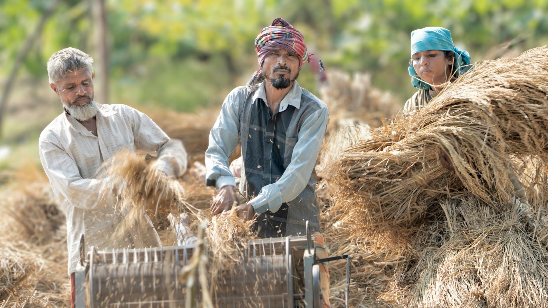 Precision harvesting equipment for wheat and paddy crops - threshers and harvesters by Bharat Krushi Yantra